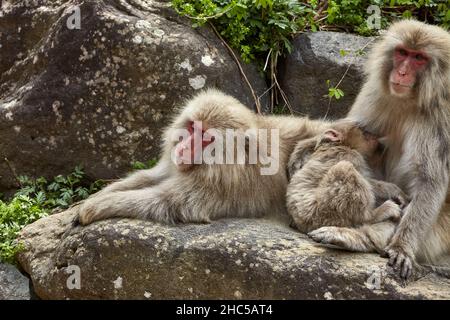 Affascinante famiglia di scimmie di neve rilassante sulla grande pietra nel Parco delle scimmie Jigokudani in Giappone nel mese di aprile, stazione di Yudanaka, prefettura di Nagano. Foto Stock