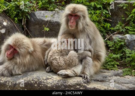 Affascinante famiglia di scimmie di neve rilassante sulla grande pietra nel Parco delle scimmie Jigokudani in Giappone nel mese di aprile, stazione di Yudanaka, prefettura di Nagano. Foto Stock