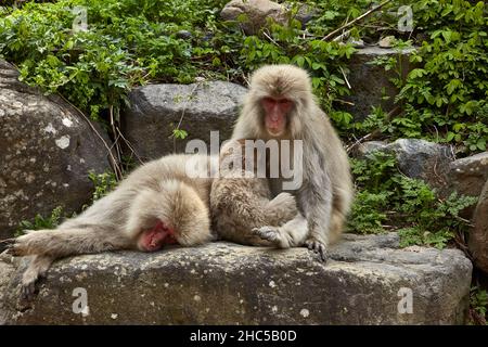 Affascinante famiglia di scimmie di neve rilassante sulla grande pietra nel Parco delle scimmie Jigokudani in Giappone nel mese di aprile, stazione di Yudanaka, prefettura di Nagano. Foto Stock