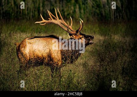 Adorabile cervo nobile con corna grandi che pascola nel campo verde Foto Stock