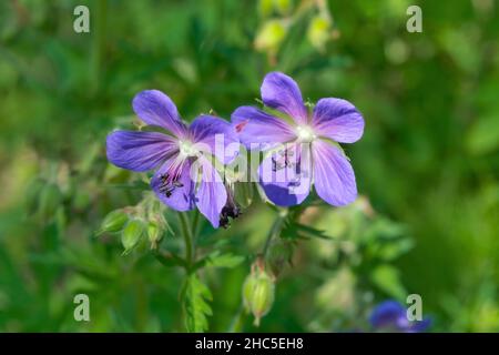 I gerani blu fioriscono sotto la luce del sole estivo. Foresta geranio Geranium sylvaticum fiore illuminato dai soli su uno sfondo scuro. Foto Stock