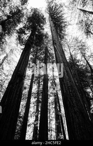 Inquadratura verticale a basso angolo degli alberi nella splendida foresta in scala di grigi Foto Stock