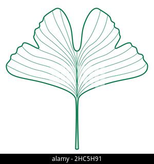 Illustrazione della foglia di contorno verde di Ginkgo biloba Illustrazione Vettoriale