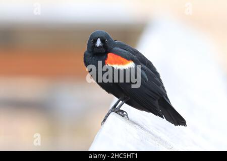 Primo piano di un Blackbird con le alare rosse su una ferrovia a passerella Foto Stock