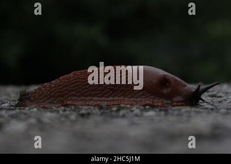 Messa a fuoco selettiva di un slug marrone in piedi sul terreno Foto Stock