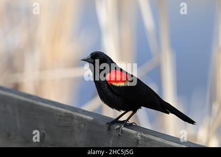 Un uccello nero di Redhinged siede su una rotaia di legno Foto Stock