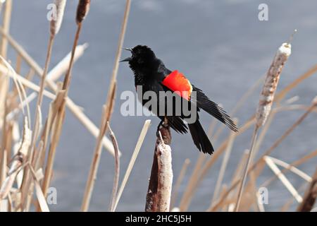 Un uccello nero alare rosso che canta in primavera Foto Stock