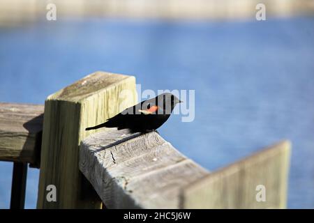 Un uccello nero di Redhinged siede su una rotaia di legno Foto Stock