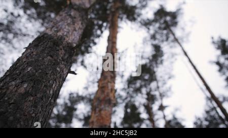 Vista dal basso dei pini contro il cielo nuvoloso. Alberi in una foresta. Ricerca in alto. Foresta cielo. Foto Stock