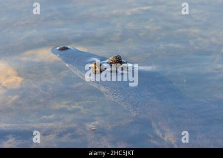 Primo piano di un coccodrillo che nuota nel lago tranquillo Foto Stock