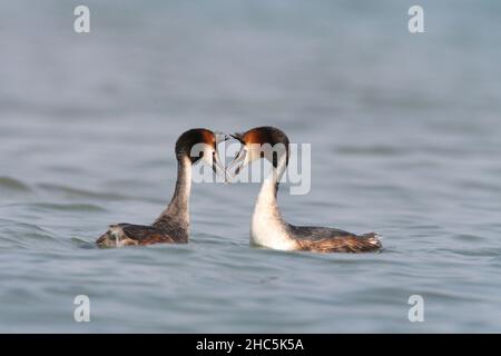 Due grandi verdure crestate al rituale di nozze Foto Stock