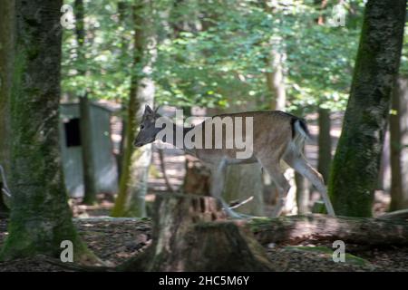 Paesaggio di toro nero in Wildpark a Kaiserslautern Foto Stock