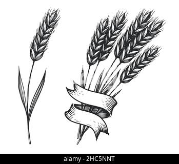 Mazzo di spighe di grano e pane disegnato a mano vettore illustrazione in  stile vintage incisione, panetteria schizzo icone. Grano e pagnotta,  raccolto di grano naturale Immagine e Vettoriale - Alamy