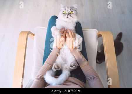 Carino bel gatto grigio con grandi occhi verdi che giacciono nelle braccia della donna. Gatto rilassato. Fiducia degli animali e degli esseri umani Foto Stock