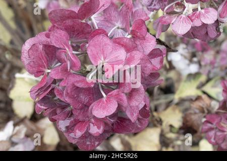 Rosa fiore di hydrangea a foglie grandi in un giardino Foto Stock