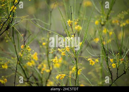 Parkinsonia aculeata può essere un arbusto spinoso o un piccolo albero. Cresce da 2 a 8 m (da 6,6 a 26,2 ft) di altezza, con un'altezza massima di 10 metri (33 ft). Palo v Foto Stock