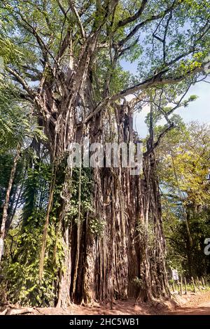 L'albero di fichi strangler di 130 piedi stupefacente a Cabuya, Costa Rica Foto Stock