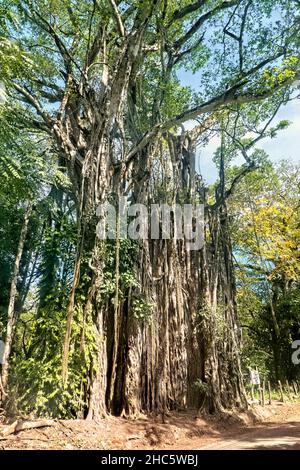 L'albero di fichi strangler di 130 piedi stupefacente a Cabuya, Costa Rica Foto Stock