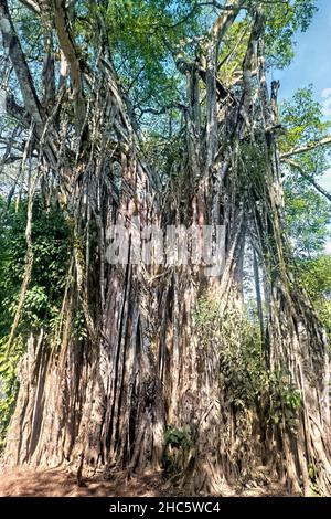 L'albero di fichi strangler di 130 piedi stupefacente a Cabuya, Costa Rica Foto Stock