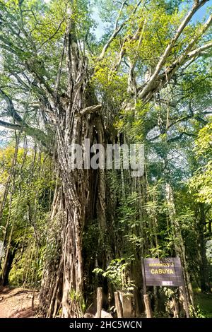 L'albero di fichi strangler di 130 piedi stupefacente a Cabuya, Costa Rica Foto Stock