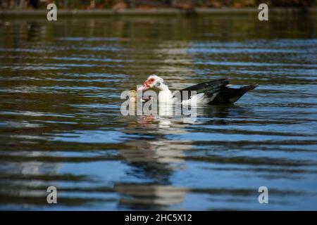 Anatra moscovica (Cairina moschata) con anatroccolo che nuota nella natura selvaggia della città di Buenos Aires in un parco pubblico Foto Stock