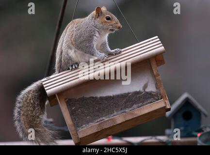 Il ladro sul tetto Foto Stock