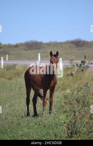 Brumby di fronte alla strada nell'Australia Occidentale Foto Stock