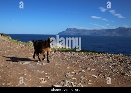 Colpo magnetico delle capre sulla spiaggia di Balos Creta Grecia Foto Stock