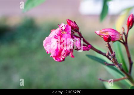 Bellissimo scatto macro di un fiore rosa Oleander in fiore su uno sfondo sfocato Foto Stock