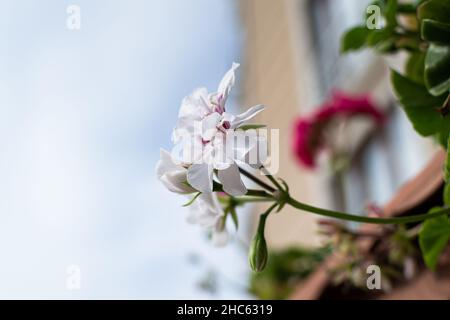Fiori di pelargonio con foglie d'edera sullo sfondo sfocato Foto Stock