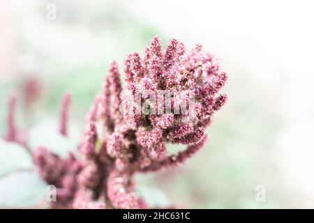 Bellissimo scatto macro di una bella pianta di fiori di Amaranthus Pygmy rosa su uno sfondo chiaro e sfocato Foto Stock