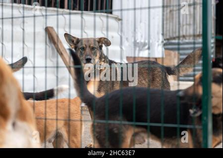 Cane al rifugio. Cane solitario in gabbia. Cane senza tetto dietro le sbarre Foto Stock