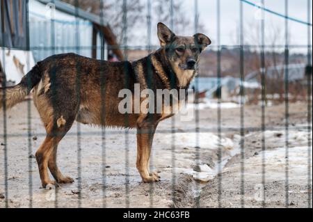 Cane al rifugio. Cane solitario in gabbia. Cane senza tetto dietro le sbarre Foto Stock