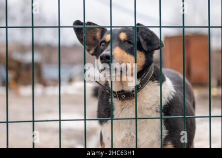 Cane al rifugio. Cane solitario in gabbia. Cane senza tetto dietro le sbarre Foto Stock