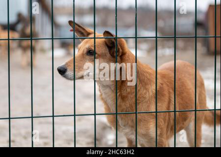 Cane al rifugio. Cane solitario in gabbia. Cane senza tetto dietro le sbarre Foto Stock