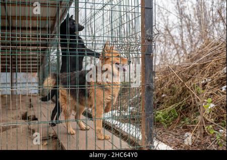 Cane senza tetto in una gabbia in un rifugio. Il cane senza tetto dietro le sbarre osserva con gli occhi tristi enormi Foto Stock
