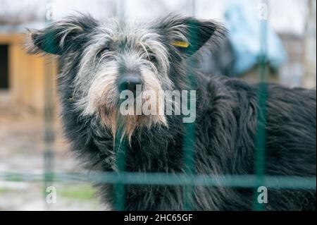Cane al rifugio. Cane solitario in gabbia. Cane senza tetto dietro le sbarre Foto Stock