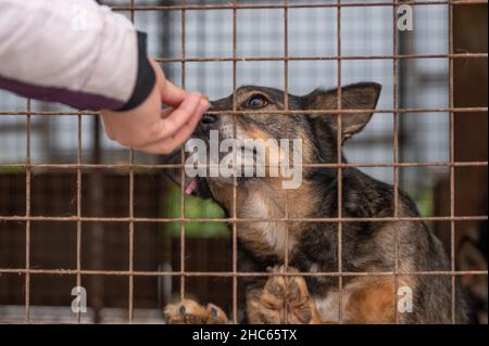 Cane al rifugio. Cane solitario in gabbia. Cane senza tetto dietro le sbarre Foto Stock
