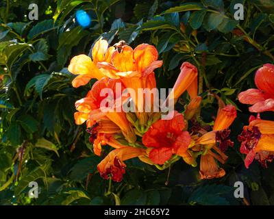 Arbusto di taniche Campsis con fiori a forma di tromba Foto Stock