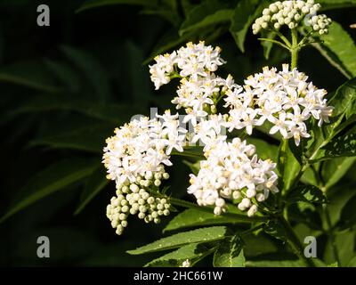 Grappoli di danewort che crescono nel giardino Foto Stock