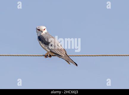 Nero spalla Kite luogo posa seduta su un filo Foto Stock