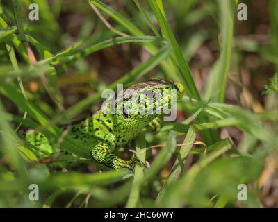 Sinule maschio di lucertola di sabbia, Lacerta agilis nella Serbia nord-occidentale Foto Stock