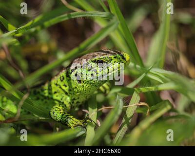 Sinule maschio di lucertola di sabbia, Lacerta agilis nella Serbia nord-occidentale Foto Stock