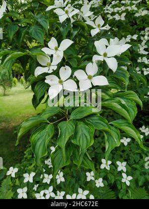 Colpo verticale di dogwood cinese (Cornus kousa) con bellissimi fiori bianchi in giardino Foto Stock