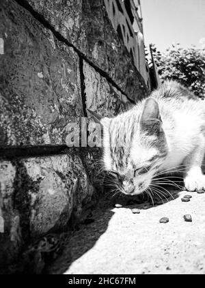 Scatto in scala di grigi di un gatto soffice lurking, in procinto di mangiare cibo dal suolo Foto Stock