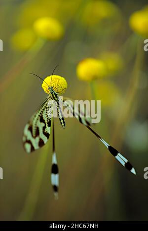 I Neuropteri sono un ordine degli insetti endopterigotici. Foto Stock