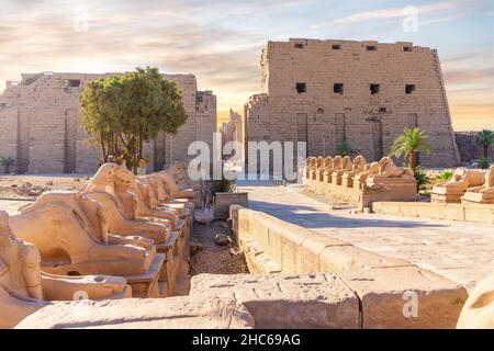La Via delle Feste del Re o Viale di Sfinge, statue a testa di ariete del Tempio di Karnak, Luxor, Egitto. Foto Stock