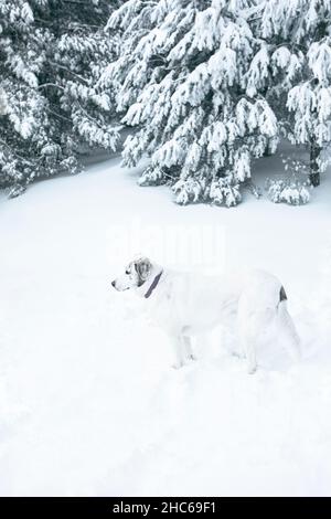 Colpo verticale di un cane dell'alabai nel mezzo di una foresta completamente coperta di neve. Foto Stock