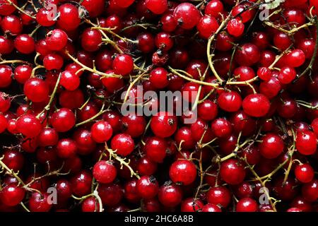 Fotografia di una manciata di ribes rosso per sfondo alimentare Foto Stock