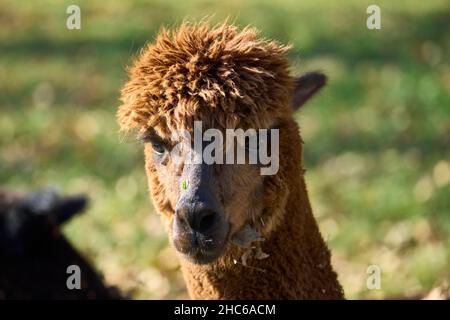 Primo piano della testa di alpaca marrone nel campo verde in una giornata di sole Foto Stock